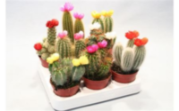 Cactus Versierd Strobloem (185)
