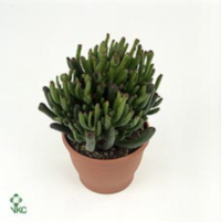 Crassula Hobbit