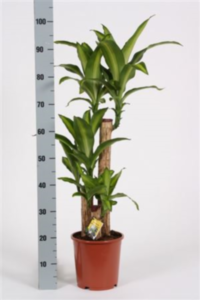 Dracaena Frag Massangeana 3pp