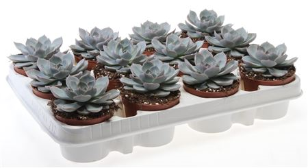 Echeveria Subsessilis (264)