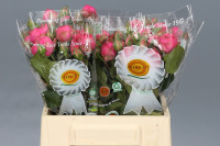 Spray Piano Freiland Pink 30 sm