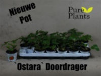 Fragaria Ostara
