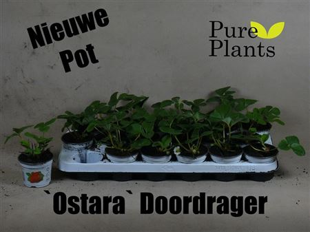 Fragaria Ostara