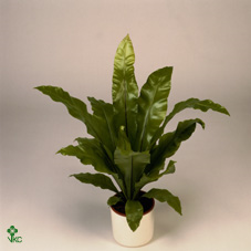 Asplenium Ni Crissi 12/30