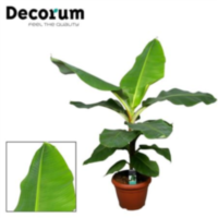 Musa Dwarf Cavendish Decopot