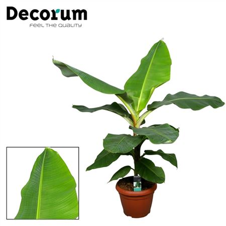 Musa Dwarf Cavendish Decopot