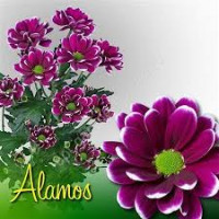 Chr T Alamos X5
