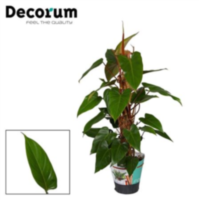 Philodendron Red Emerald 80mos