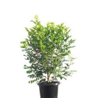 Murraya Paniculata 12/40
