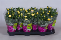 Rosa Parade Apollo (grower)