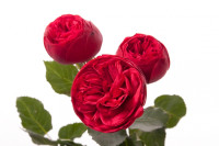 Rose Freiland Red 40 sm