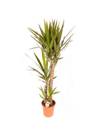 Yucca Elephantipes Stam 27/120