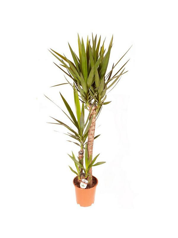 Yucca Elephantipes Stam 27/120