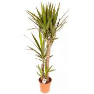 Yucca Elephantipes Stam 27/120 - Yucca Elephantipes Stam 20 90