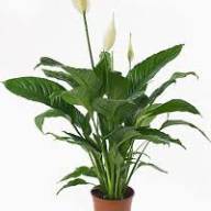 Yucca Elephantipes Stam 27/120 - images (21)
