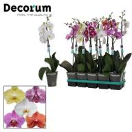 Phal 1/2-tak Fragrance Multi Mix  12/35 - B112909_0015070173_H_1