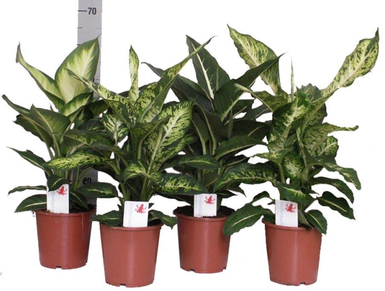 Dieffenbachia Camilla 17/30