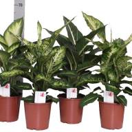 Dieffenbachia Camilla 17/30 - dieffenbachia_luxe_mix