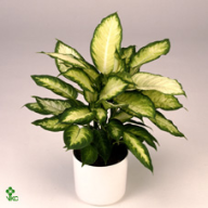 Dieffenbachia Camilla 17/30 - 1859.970x0