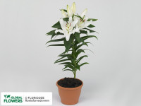 Lilium Or Sun Bahamas 24/70