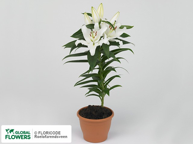 Lilium Or Sun Bahamas 24/70