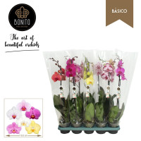 Phal 2-tak VG Basic Mix 12/45