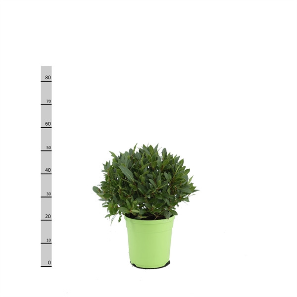 Laurus 9/20