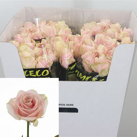 Rose Sweet Abalanch 60 sm