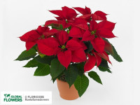 Euphorbia Premium Ice 510/17