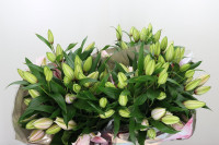 Lilium S Duet Blizzard X10 Holland