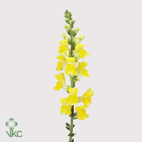 Antirrhinum Poto Yellow