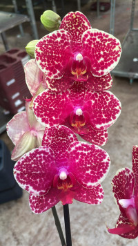 Phal 2-tak Sesam Piko 12/80