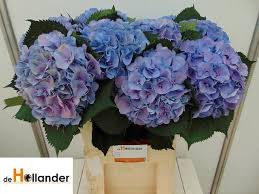 Hydr S Elbtal Blue 60 cm  X5