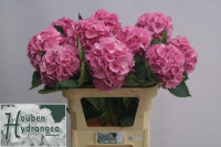 Hydr Z Elbtal RZ X5 - 70cm