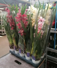 Cymbidium Gemengd 14/80