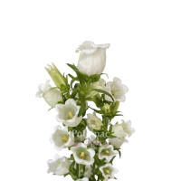 Campanula Blue White Mix Decorum 11/20