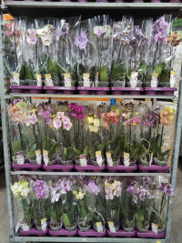 Phal 1-tak Phalaenova Mix 12/50
