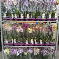 Phal 1-tak Phalaenova Mix 12/50 - IMG-20231201-WA0001