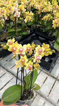 Phal 3/4-tak Opti-flor Yellow 510/30