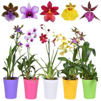 Orchids Budget Mix + пластиковий горщик 14/40