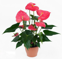 Anthurium Cariad 12/45
