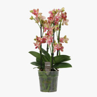 Phal 3/5-tak Pikachu 12/45