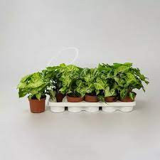 Stendaptus Syngonium Arrow 12/25