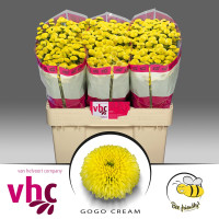 Chr Santini Aaa Gogo Cream X25