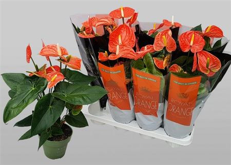 Anthurium Pr Of Orange 12/55