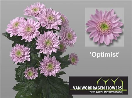 Chr T Optimist