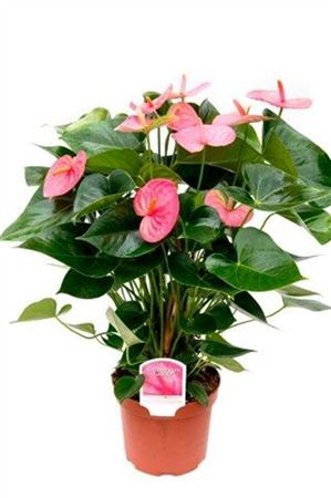 Anthu An Roze