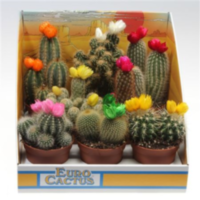 Cactus Versierd Strobloem Showdoos (1035)