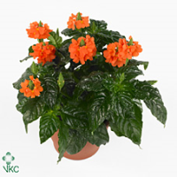 Crossandra Fortuna 13/25
