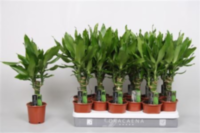 Dracaena Frag Steudneri 1 Stam